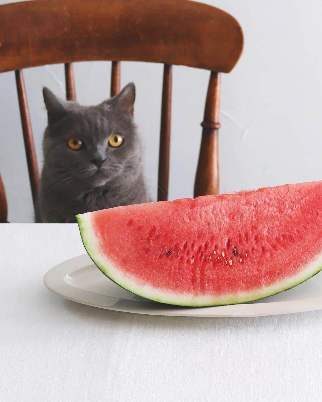 樋口正樹のインスタグラム：「Water melon 🍉 . 今日のおやつはスイカ。 今シーズンはじめての。 .  . . #スイカ #すいか #西瓜 #watermelon  #🍉」