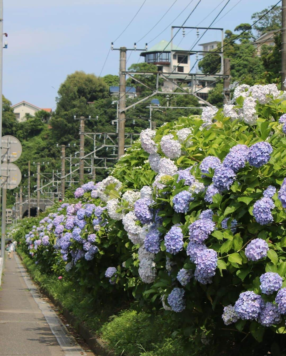 熱海市さんのインスタグラム写真 - (熱海市Instagram)「下多賀の小山臨海公園前のアジサイが見頃をむかえています！今年は青と白が多めでしょうか？たわわな大輪が見事です✨ #アジサイ#あじさい#紫陽花#下多賀#小山#アジサイロード#熱海市#熱海#意外と熱海」6月13日 15時55分 - atami_official