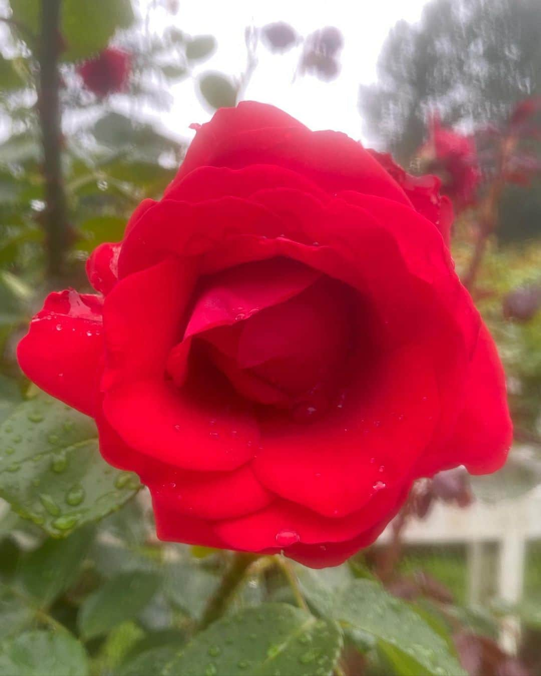 Sachiko Omoriのインスタグラム：「A Rainy Day in Yoyogi Park」