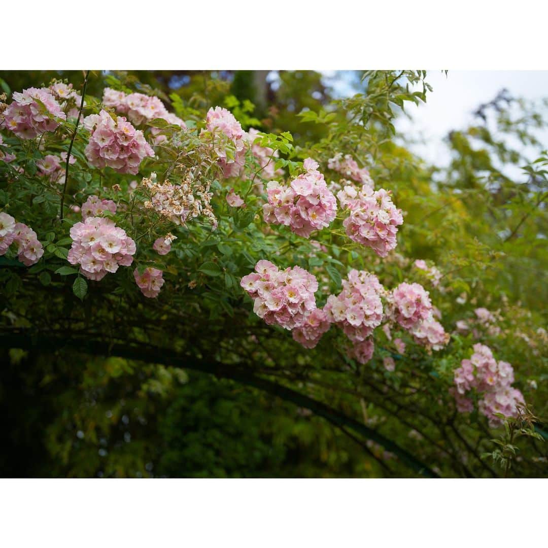 石井美保さんのインスタグラム写真 - (石井美保Instagram)「お庭の花々に癒された。 最後に鳥のさえずりが響き渡る睡蓮の池の動画載せておきます。#monet#ジベルニー#モネの家と庭園」6月13日 7時00分 - miho_ishii