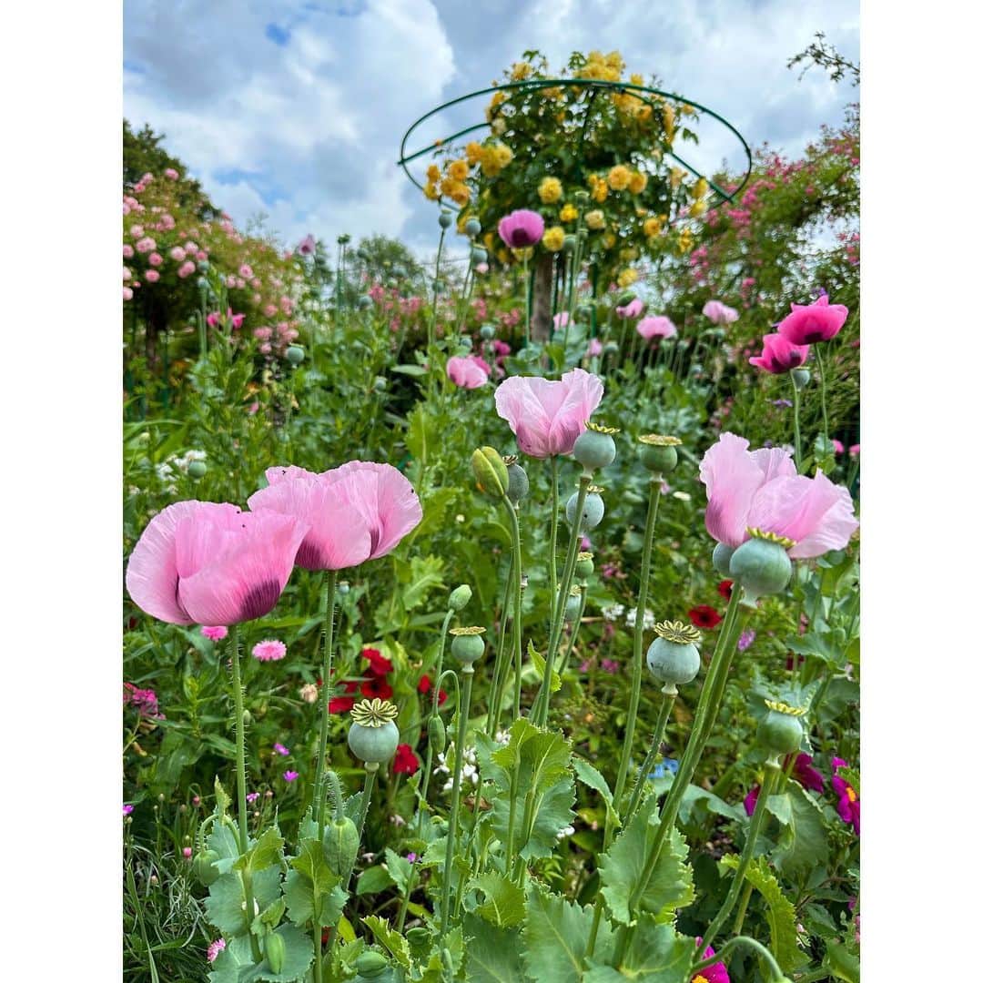 石井美保さんのインスタグラム写真 - (石井美保Instagram)「お庭の花々に癒された。 最後に鳥のさえずりが響き渡る睡蓮の池の動画載せておきます。#monet#ジベルニー#モネの家と庭園」6月13日 7時00分 - miho_ishii
