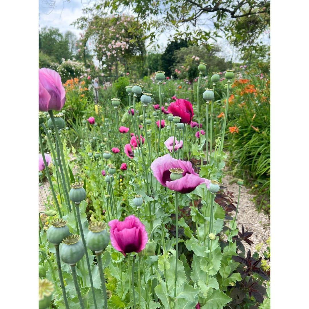 石井美保さんのインスタグラム写真 - (石井美保Instagram)「お庭の花々に癒された。 最後に鳥のさえずりが響き渡る睡蓮の池の動画載せておきます。#monet#ジベルニー#モネの家と庭園」6月13日 7時00分 - miho_ishii