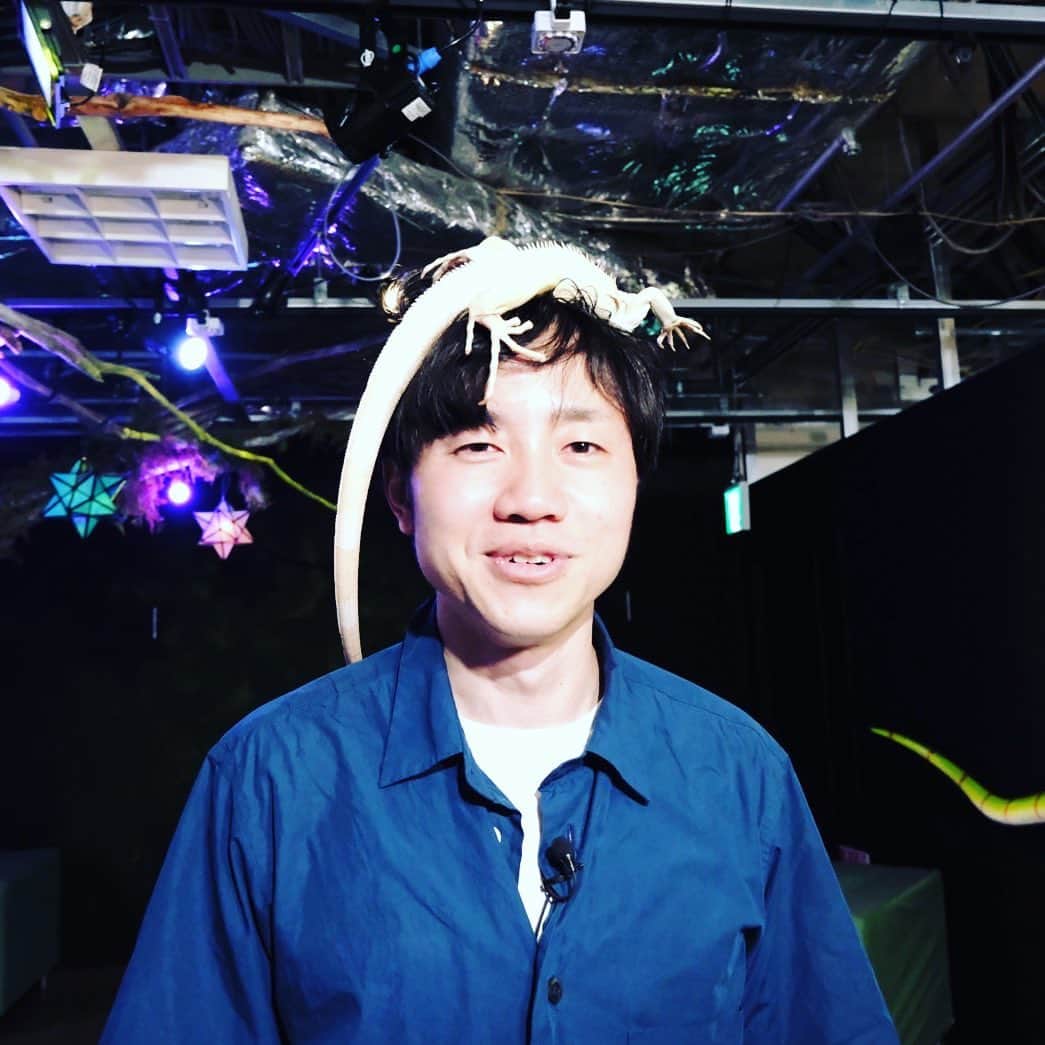 朝日放送「おはよう朝日土曜日です」のインスタグラム：「イグアナに愛されし男🦎  #爬虫類#イグアナ#未知との遭遇#動物との触れ合い#思いがけない求愛#斬新なヘアースタイル  #おは土#おはよう朝日土曜日です#ABCテレビ #北村真平#ABCアナウンサー」