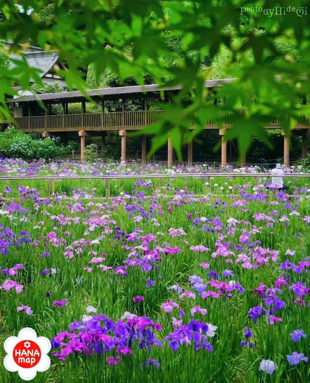 はなまっぷ❁日本の花風景さんのインスタグラム写真 - (はなまっぷ❁日本の花風景Instagram)「🌸はなまっぷ🌸 * @hidemi21in さんの 花のある風景に花まるを💮 * 梅雨の季節でも清々しい花菖蒲と青もみじをありがとうございます😊🌸 * #千葉　#本土寺 Hondoji Temple ,Chiba Pref * 花菖蒲の花言葉 よい便り * #はなまっぷ #日本の美しい花風景#花のある風景#花#花言葉#青紅葉#青もみじ#寺#松戸 #花菖蒲#ハナショウブ#紫 * いつも素敵なお花をありがとうございます😊 ※見頃が過ぎている花、終わっている花もご紹介させていただいています。 * 🌸••••••お知らせ••••••🌸 * 花風景検索サイト　はなまっぷ https://hanamap.com 🔍「はなまっぷ」または @hanamap プロフィール欄から ぜひご覧ください * 📖🌸📖🌸📖🌸📖🌸📖 四季の花々を訪ねていきたい にっぽんの花地図 好評発売中📘 📖🌸📖🌸📖🌸📖🌸📖」6月13日 7時57分 - hanamap