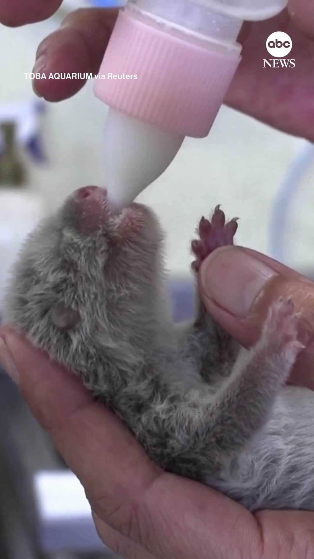 ABC Newsのインスタグラム：「A Japanese aquarium welcomed two adorable Asian small-clawed otter pups, each one weighing less than 100 grams at birth.」