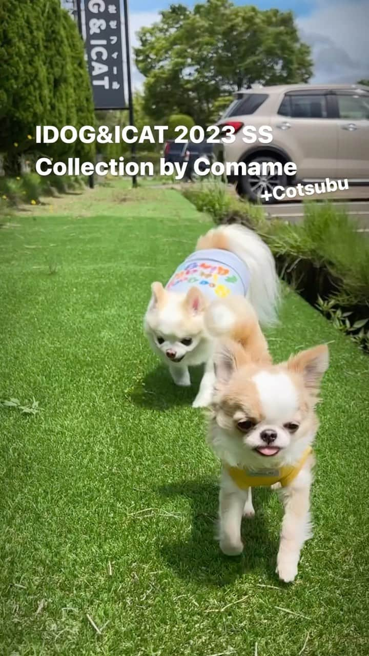 iDog&iCatのインスタグラム