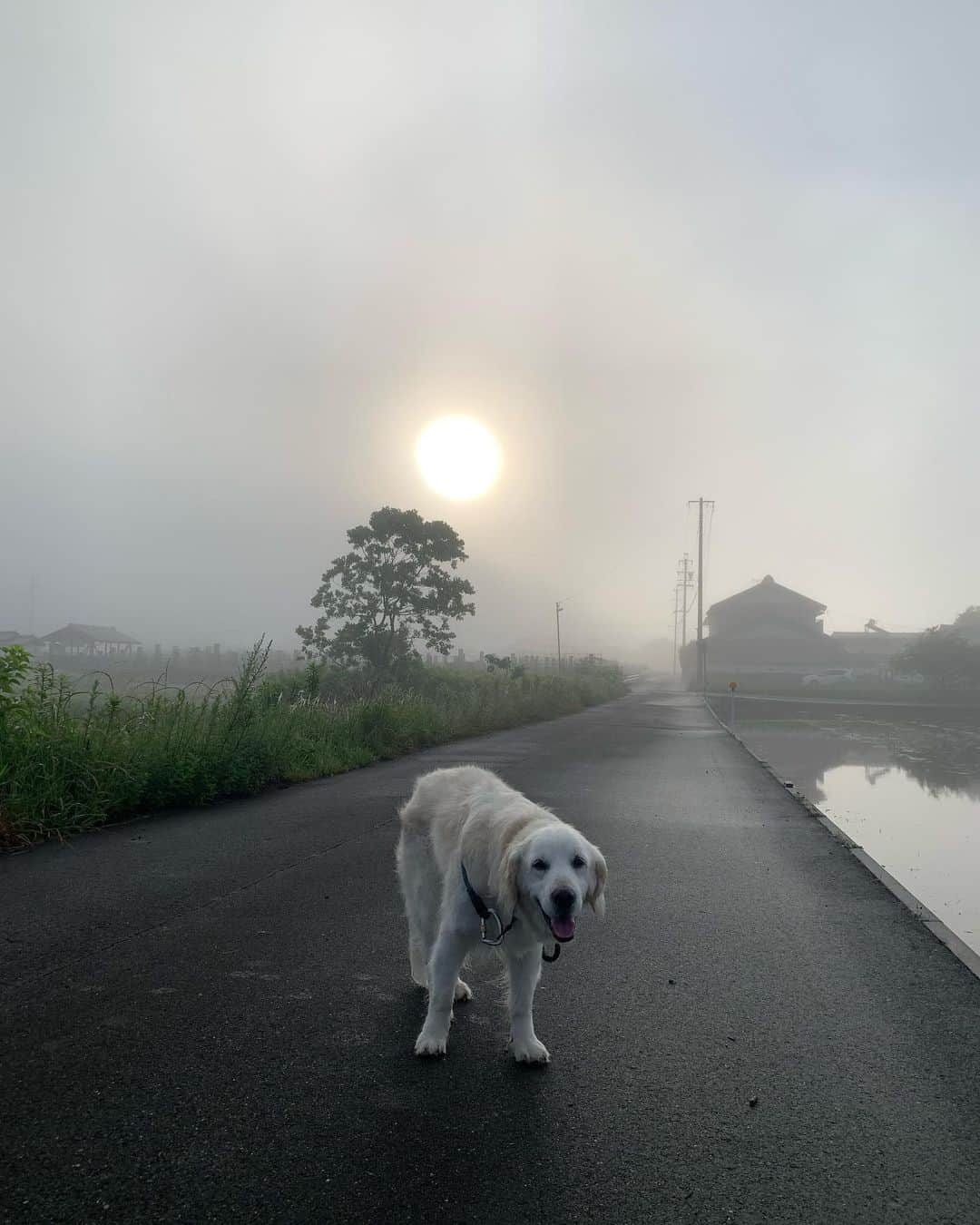 P太郎ママさんのインスタグラム写真 - (P太郎ママInstagram)「霧の朝ーーー！ おはよー。 なんだか、 SFぽい🛸できごと、 起こらんかなーー？」6月13日 8時12分 - ptarodada