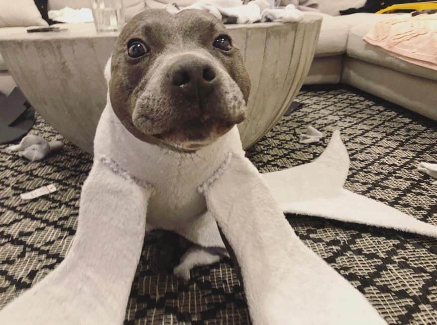 DARREN&PHILLIPさんのインスタグラム写真 - (DARREN&PHILLIPInstagram)「The O.G sealy boy 🦭  This was a costume I made for the 2019 Blueboys Calendar because I was convinced he would look so realistic in this costume perched up on some rocks at the beach 😂😂 Swipe for the final calendar pic and swipe again to see one of the seals we drew for the new Sealy Staffy PJS based on this very pic 😍 @darrenandphillip」6月13日 9時03分 - the_blueboys