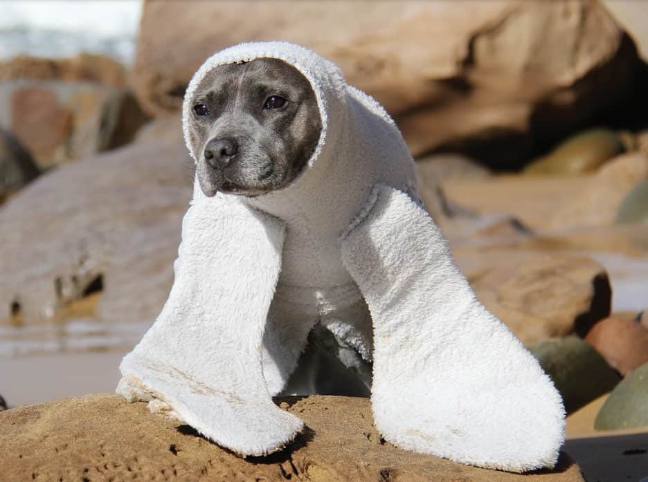 DARREN&PHILLIPさんのインスタグラム写真 - (DARREN&PHILLIPInstagram)「The O.G sealy boy 🦭  This was a costume I made for the 2019 Blueboys Calendar because I was convinced he would look so realistic in this costume perched up on some rocks at the beach 😂😂 Swipe for the final calendar pic and swipe again to see one of the seals we drew for the new Sealy Staffy PJS based on this very pic 😍 @darrenandphillip」6月13日 9時03分 - the_blueboys