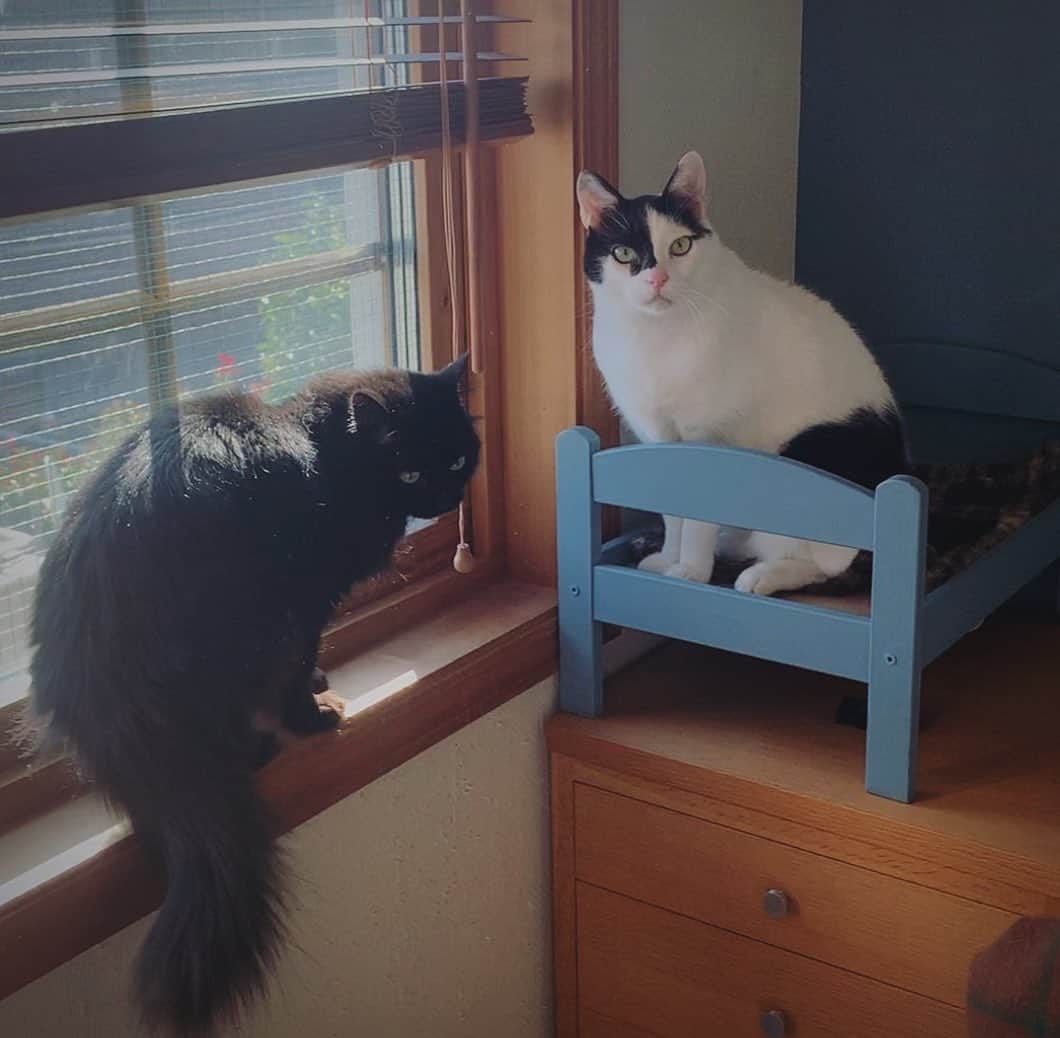 OKAのインスタグラム：「展示会の日も晴れるといいな  #保護猫兄妹」
