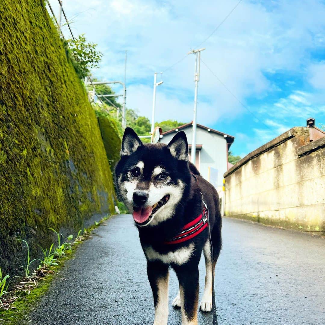 小川博永さんのインスタグラム写真 - (小川博永Instagram)「ジメジメ蒸し暑い。  #ししまる爺さん  #今朝まる #ししまる #dog #dogs #柴犬 #黒柴」6月13日 9時32分 - ogawahironaga