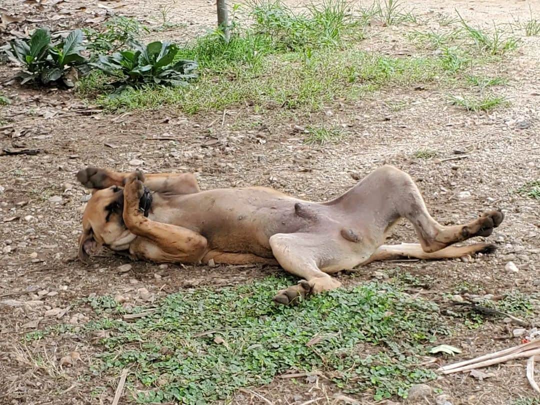 照英さんのインスタグラム写真 - (照英Instagram)「#タイ  #タイ犬  #犬  #いたるところに」6月13日 9時32分 - shoei040404