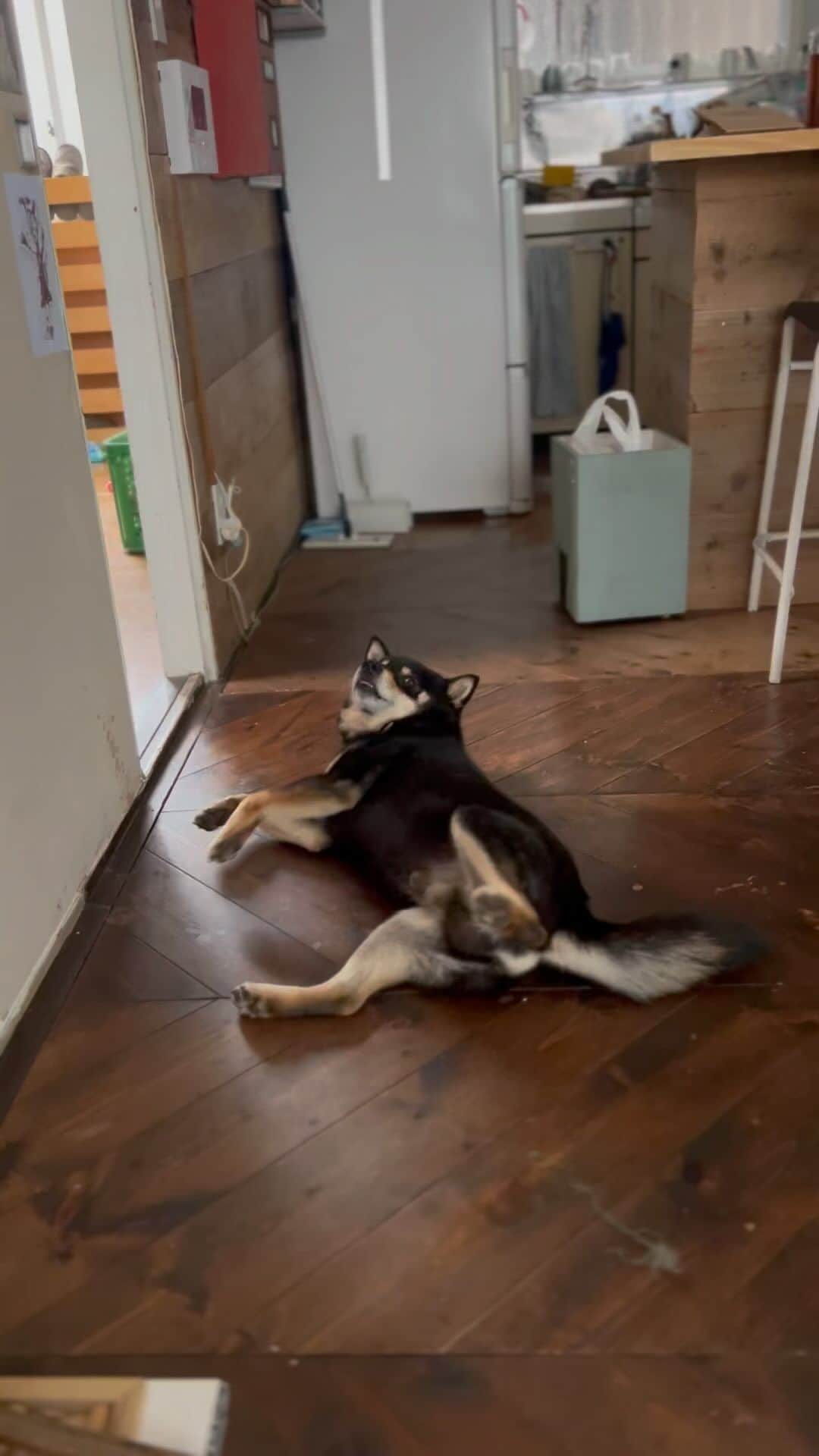 はしもとみおのインスタグラム：「黒柴月くんの、お腹なでて攻撃。  #黒柴月くん #shibastagram #shibainu #shiba#柴犬 #黒柴」