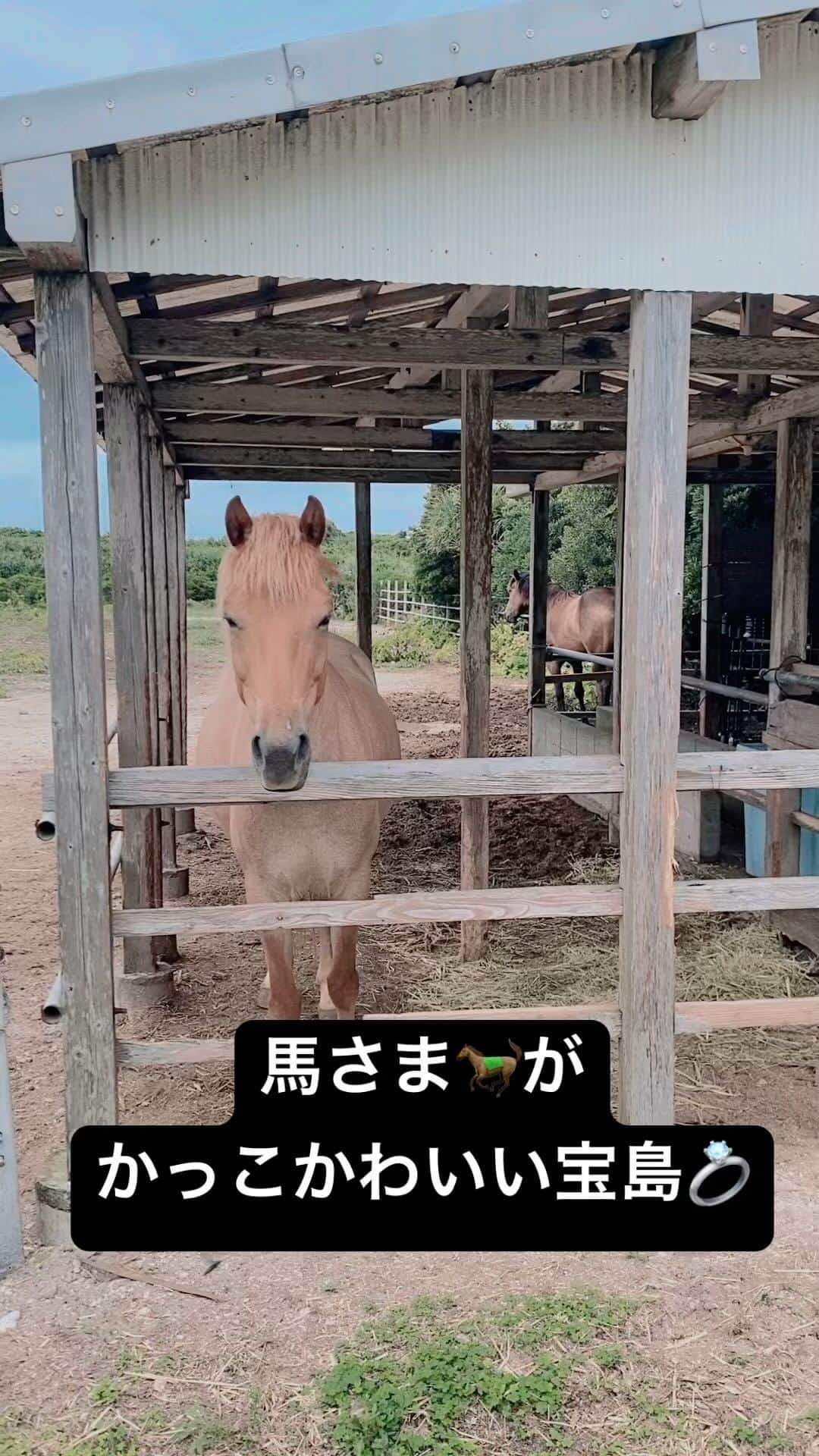 三谷晶子のインスタグラム：「馬さま🐎がかっこかわいい宝島💍  #宝島  #takarajima」