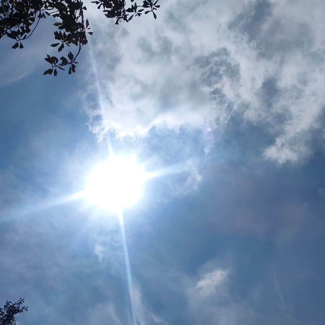 有馬徹さんのインスタグラム写真 - (有馬徹Instagram)「おはようございます。 朝の散歩。快晴。幸せです。 もうすぐ蝉が鳴きそうだ。  #朝散歩 #朝のルーティン」6月13日 10時29分 - inuarima