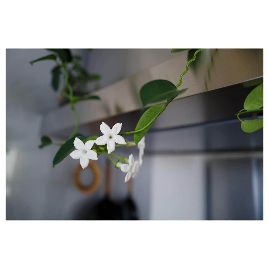 JUNNAさんのインスタグラム写真 - (JUNNAInstagram)「久しぶりに晴れた〜☀️  キッチンのマダガスカルジャスミンがどんどん変形してかわいい🌿  #only#junna🏠#Jasmine#観葉植物」6月13日 10時58分 - junna