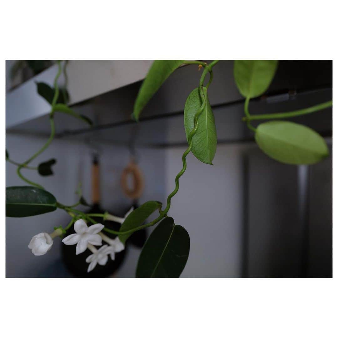 JUNNAさんのインスタグラム写真 - (JUNNAInstagram)「久しぶりに晴れた〜☀️  キッチンのマダガスカルジャスミンがどんどん変形してかわいい🌿  #only#junna🏠#Jasmine#観葉植物」6月13日 10時58分 - junna