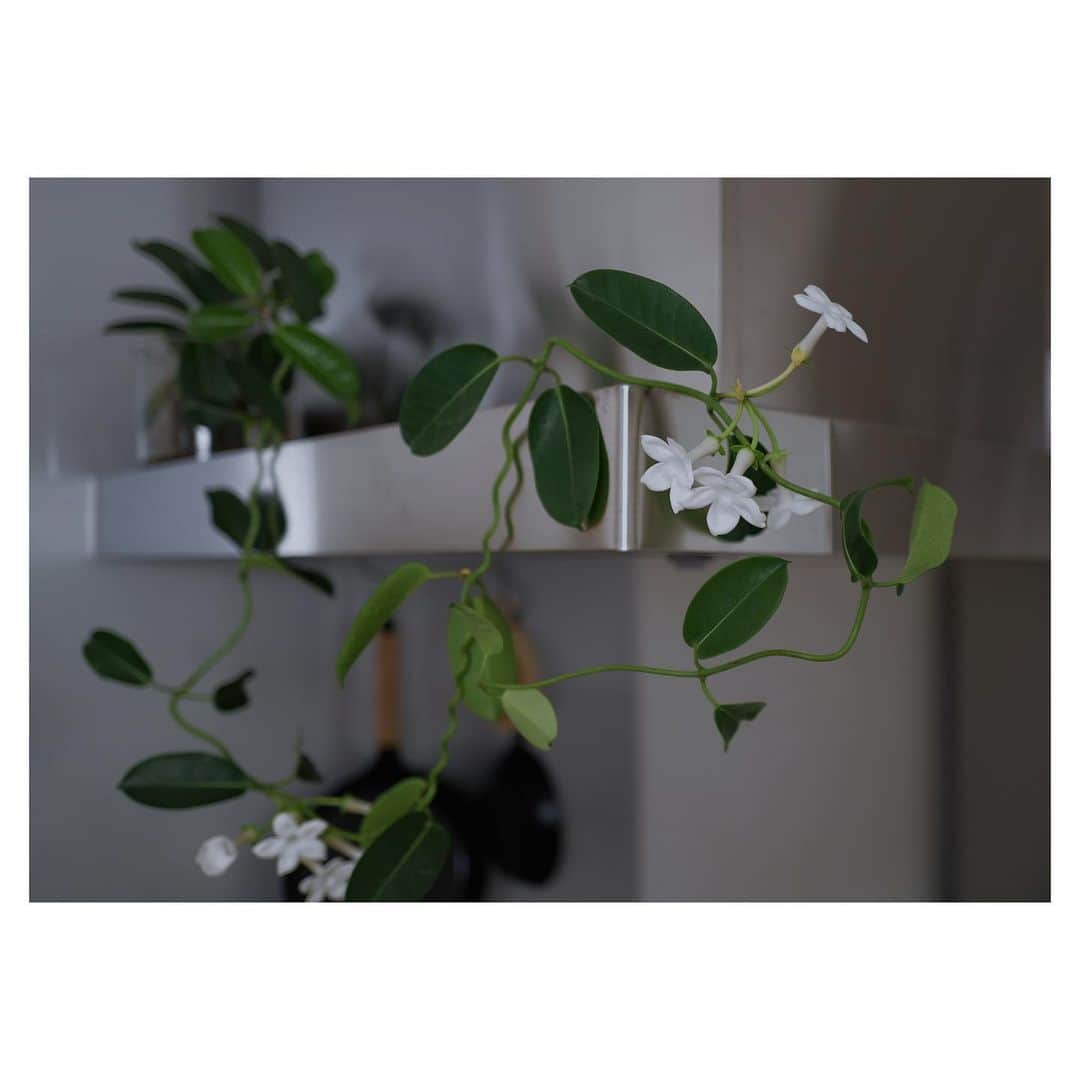 JUNNAのインスタグラム：「久しぶりに晴れた〜☀️  キッチンのマダガスカルジャスミンがどんどん変形してかわいい🌿  #only#junna🏠#Jasmine#観葉植物」