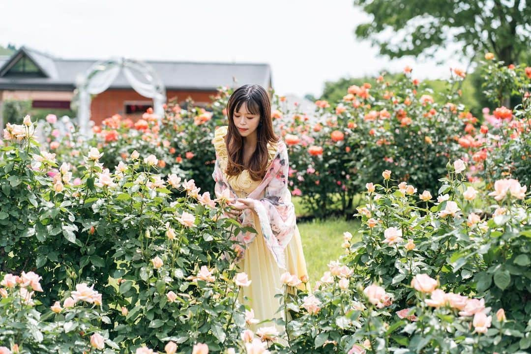 小林舞香さんのインスタグラム写真 - (小林舞香Instagram)「臨月をひかえた先週、夫婦で山形県村山市の東沢バラ公園に行ってきました👫日本有数のバラ園として知られていますが、案外まだ訪れたことのない県民も多い場所。  私は昨年初めて東沢バラ公園を訪れ、「こんな素晴らしい場所が近くにあるなんて…毎年訪れるべきだ…🥹」と心に深く刻まれたものです✨   ローズガーデンの本場、イギリスのキュー・ガーデンやクィーン・メアリーズ・ガーデンズなども訪れたことがありますが、東沢バラ公園も負けず劣らず美しいバラ園といえます。花は一つ一つ活き活きとしていて、特に薔薇好きでなくても目を惹く色とりどりの景色を楽しむことができます🌹  散歩は妊婦にとっては最小限の運動ですが、重要な活動❣️🫶🏻 今年も本当に素晴らしいバラ園でした。来れて良かった〜！  (この撮影をした6月6日時点では、ほとんどの薔薇が開花していました🌹)  photo by @hikaru.studio9   #私の東沢バラ公園 #RoseGardenPortrait #FlowerPower #BloomingBeauty #NaturePhotography #FloralInspiration #GardenVibes #NatureLovers #InstaFlowers #FlowerGram #FlowerPhotography #BloomAndGrow #InstaNature #バラ園ポートレート #花のある暮らし #東沢バラ公園 #山形 #Yamagata #MaternityPhoto #PregnancyShoot #BabyBumpLove #MaternityStyle #ExpectingMom  #MaternityFashion #BabyOnBoard #PregnancyJourney #MaternityPhotography #BellyBlessings #BabyBumpPhotography #MaternityInspiration」6月13日 11時30分 - maikyarian