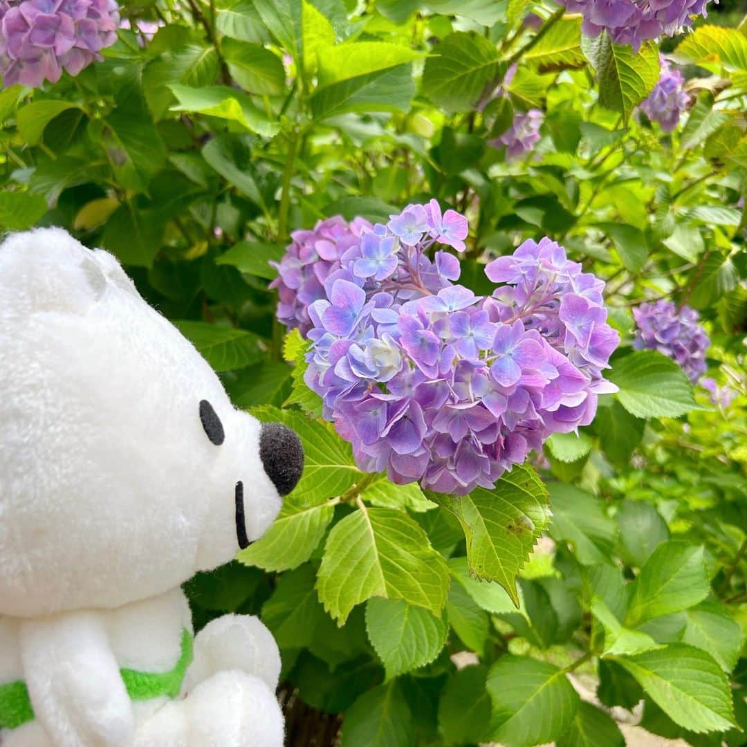 きいちゃんさんのインスタグラム写真 - (きいちゃんInstagram)「. 和歌山城でお散歩していたら、ハートのあじさい見つけたよ💜💗」6月13日 11時44分 - wakayamapref_pr
