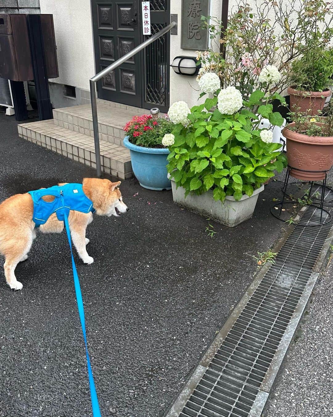 のインスタグラム：「雨が止んできたからお散歩しよっかな〜 #アジサイさんもいっぱいお水飲んだね #白いアジサイ #綺麗よね #まるお花博士になりたいの」