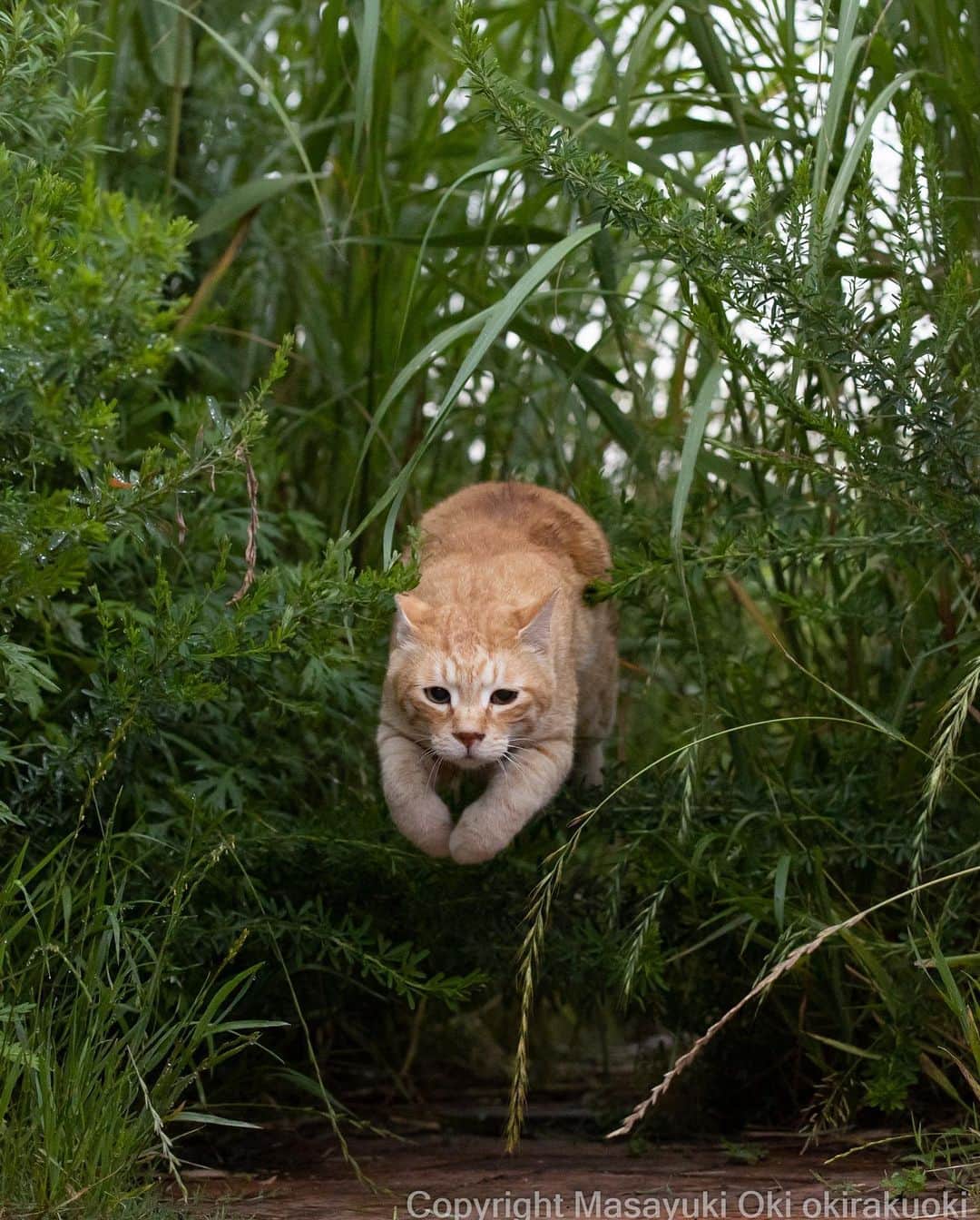 Masayukiさんのインスタグラム写真 - (MasayukiInstagram)「飛び越える。  #cat #ねこ #猫 #東京カメラ部 #nekoclub  #mmgtw #my_eos_photo  #yourshotphotographer」6月13日 12時29分 - okirakuoki