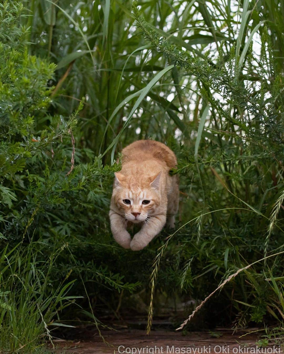 Masayukiのインスタグラム：「飛び越える。  #cat #ねこ #猫 #東京カメラ部 #nekoclub  #mmgtw #my_eos_photo  #yourshotphotographer」