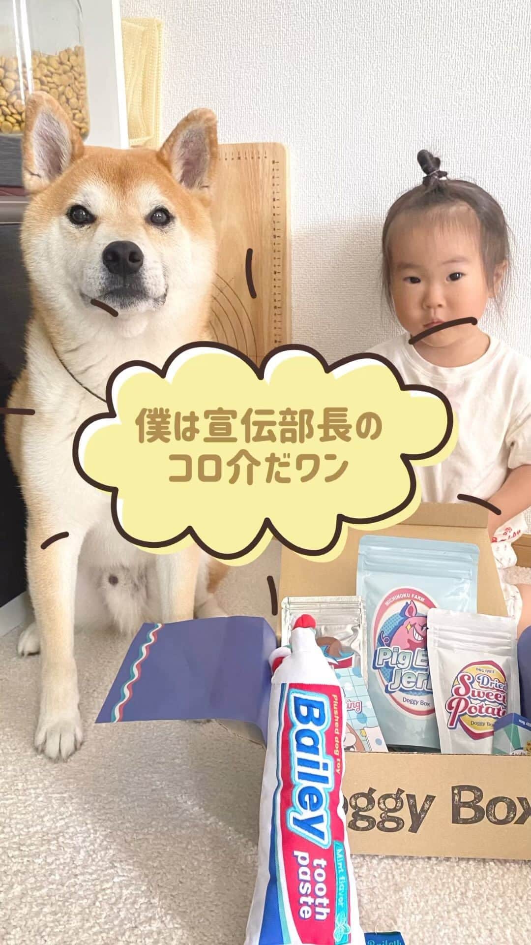 柴犬Mamesuke・Korosuke??大阪のインスタグラム