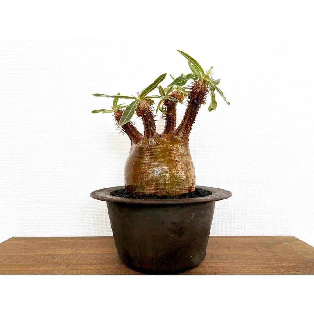 ハザマ陽平のインスタグラム：「🆕  #Pachypodium  #gracilius #多肉植物 #8labo #KINUN  # Imoniee  #YATAGARASU  #サボテン #ハンドメイド #グラキリス #cactus #succulent #plant #plants #caudex #塊根 #植物」