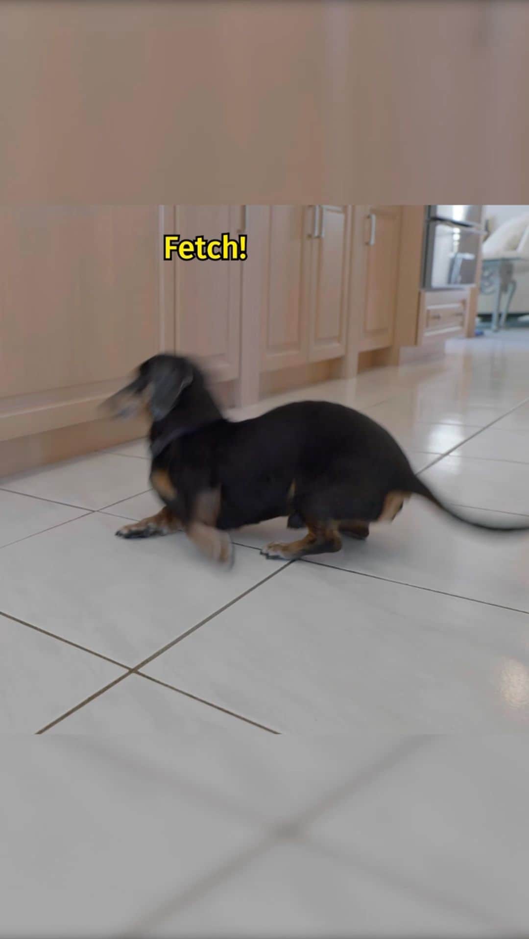 Crusoe the Celebrity Dachshundのインスタグラム：「“Sometimes the best ideas are born out of boredom - which is how Oakley got a sister!! Watch the full episode on YT via link in my profile!” ~ Crusoe」