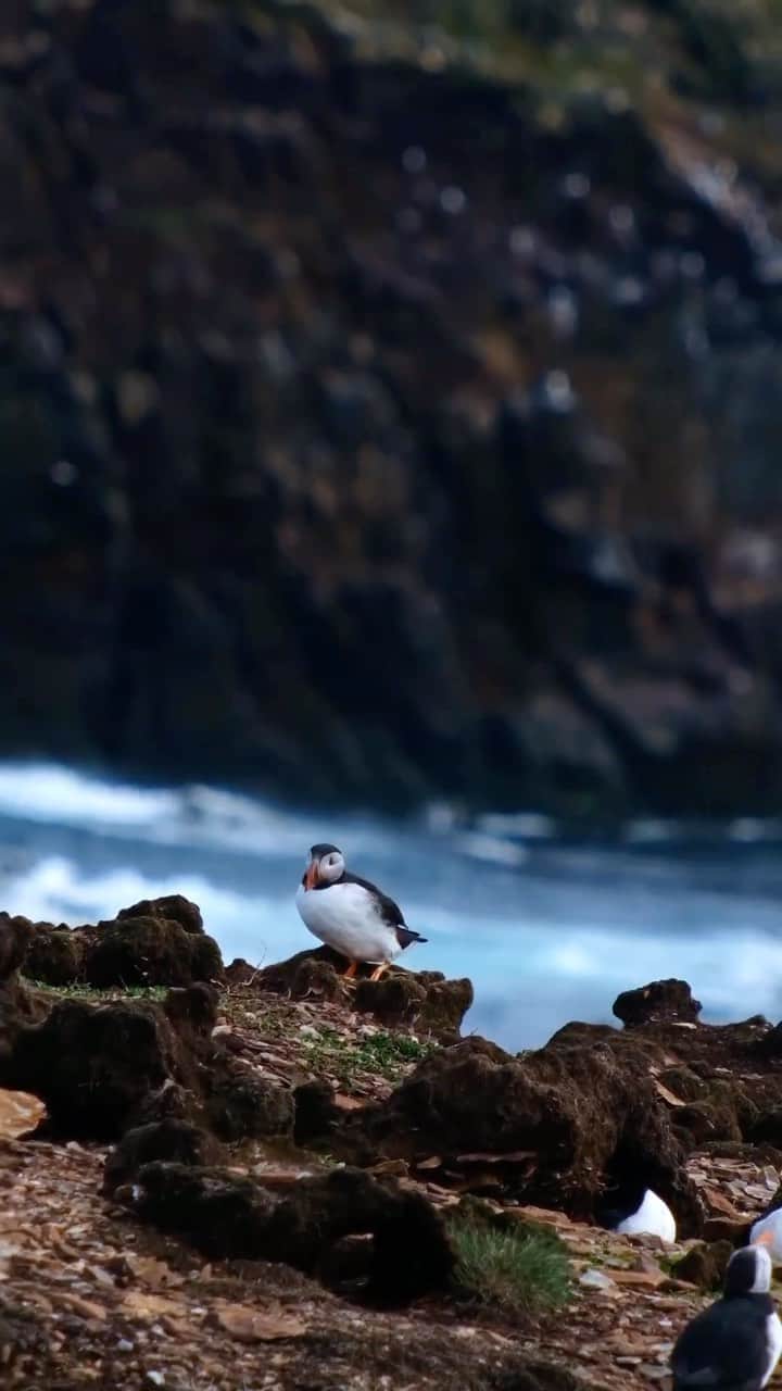 Explore Canadaのインスタグラム：「The most adorable self-care routine goes to…   📷: @no_visuals_ 📍: @newfoundlandlabrador   #ExploreNL   [Video description: A puffin sits on a rock pruning their feathers and scratching their head with their back foot. Ocean waves crash onto the rocks in the background.]」