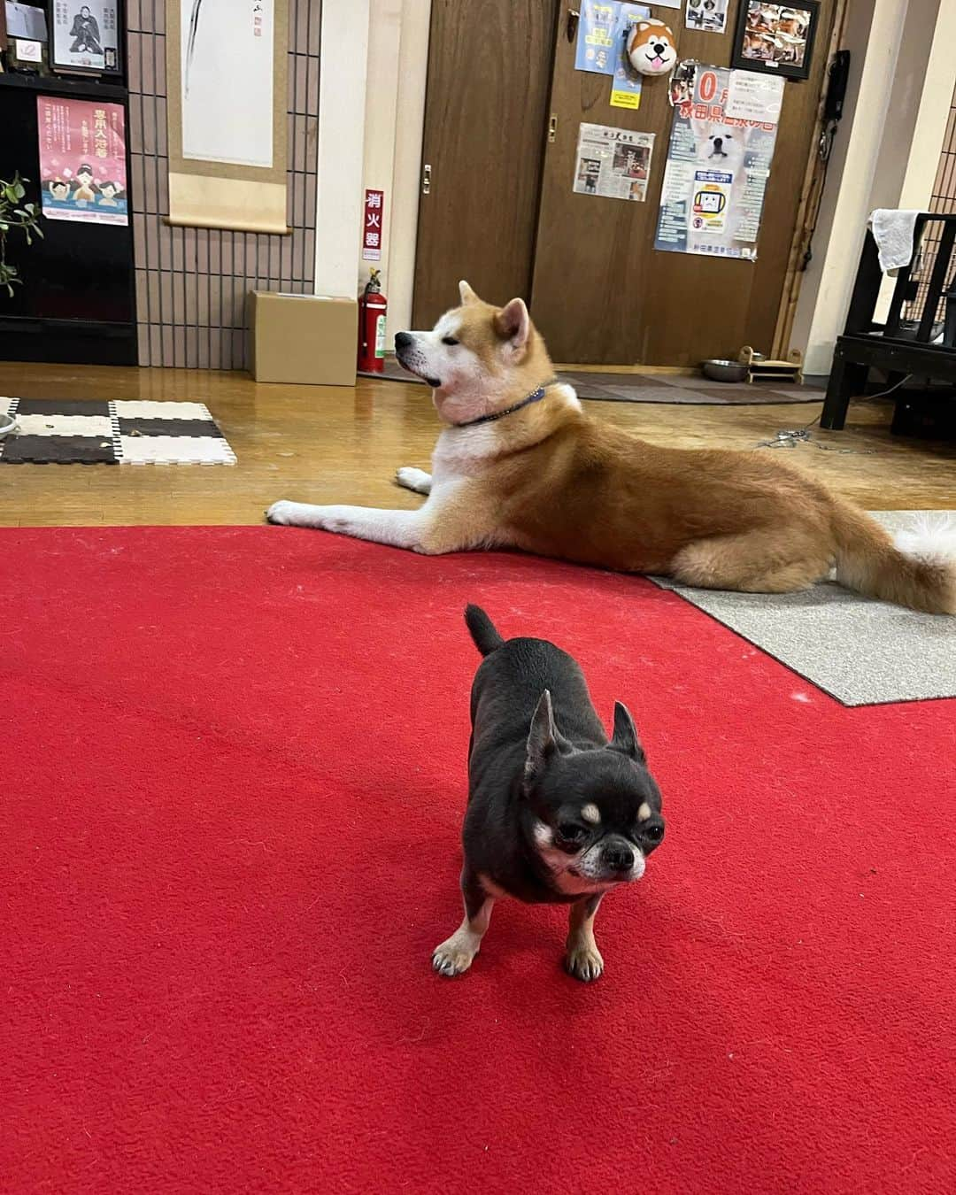 ヨシタツさんのインスタグラム写真 - (ヨシタツInstagram)「秋田犬がたいがくん チワワがジョンくん ちなみにジョンくんがお兄さん！🫢👍🐶 @Karamatusansou」6月14日 0時50分 - yoshitatsuism