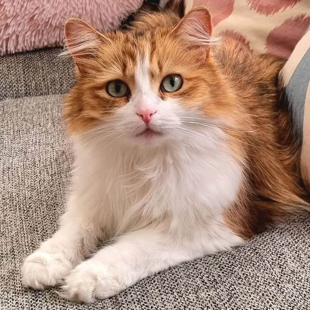 Nila & Miloのインスタグラム：「That look in a cat's eyes that at the same time says: "I kinda like you because you feed me" and "I'd eat you if you died." 😂😬 #feedme #carnivore #catfood」