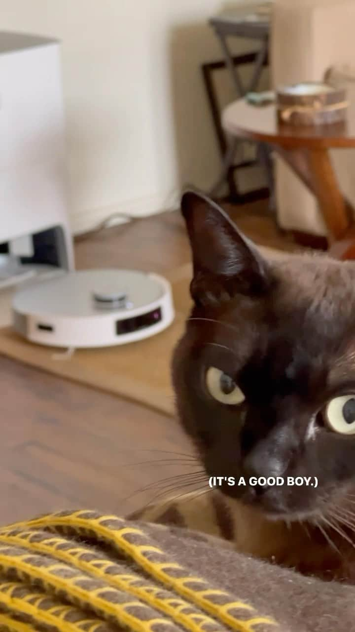 キーガン・アレンのインスタグラム：「The @ecovacs_us new T20 OMNI brings with it a new era in cleaning AND mental health. The cat is happy that his father is happy. The future is now, again. #T20OMNI #LevelUpCleaning #ElevateYourClean #YouDeserveaDEEEBOT」