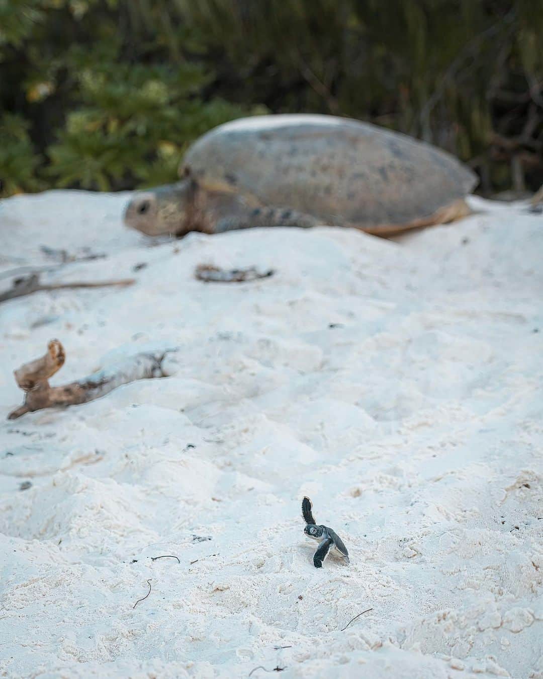 Discover Earthさんのインスタグラム写真 - (Discover EarthInstagram)「This beautiful series of images encapsulates the circle of life, illustrating the daunting journey that this hatchling embarks upon 🐢   Did you know that approximately just 1 in 1000 sea turtle hatchlings will reach adulthood?  📍 Wilson Island, Australia  🇦🇺 #DiscoverAustralia with @rosslongphoto」6月14日 1時00分 - discoverearth