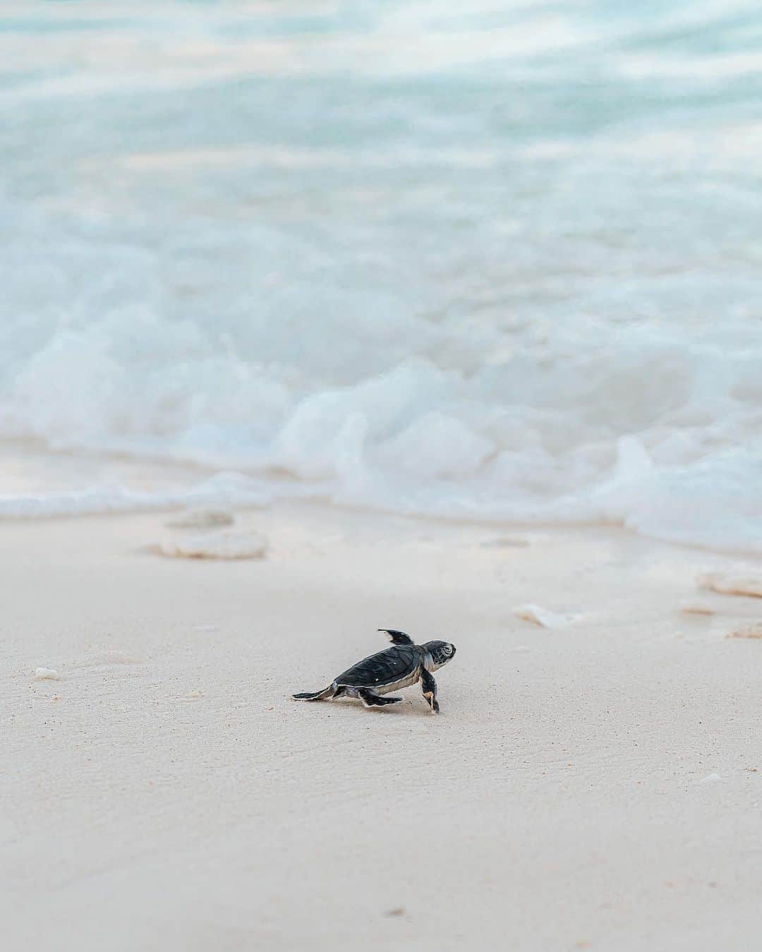 Discover Earthさんのインスタグラム写真 - (Discover EarthInstagram)「This beautiful series of images encapsulates the circle of life, illustrating the daunting journey that this hatchling embarks upon 🐢   Did you know that approximately just 1 in 1000 sea turtle hatchlings will reach adulthood?  📍 Wilson Island, Australia  🇦🇺 #DiscoverAustralia with @rosslongphoto」6月14日 1時00分 - discoverearth
