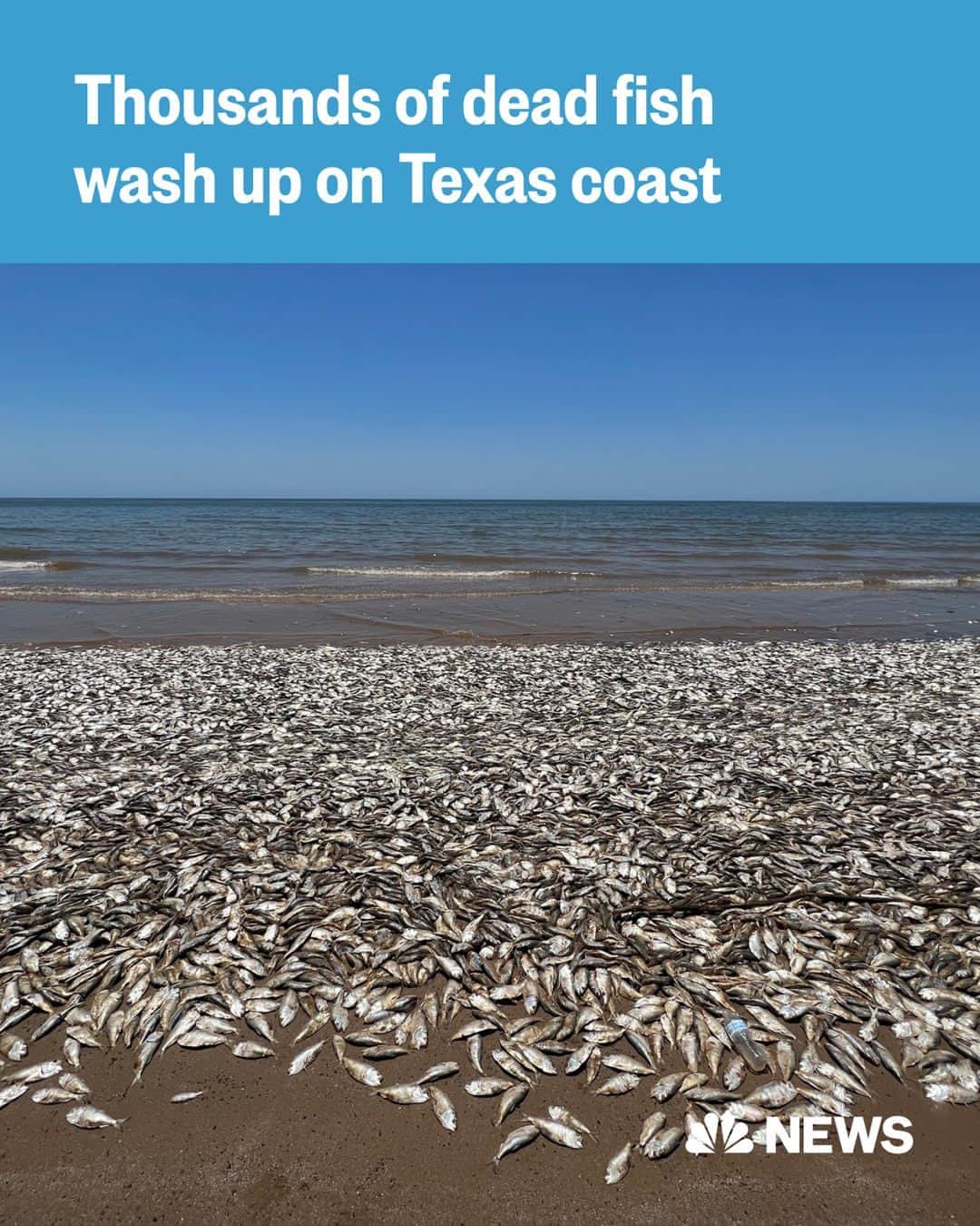 NBC Newsさんのインスタグラム写真 - (NBC NewsInstagram)「Officials are asking beachgoers to steer clear of a Texas beach after thousands of dead fish began washing up on Friday.  The “fish kill” on the Gulf Coast beach, about 65 miles south of Houston, was a result of low dissolved oxygen in the water, according to Texas Parks & Wildlife. Low oxygen levels are common in the summer when temperatures rise, making it so the fish can't 'breathe' under water, the department said.  The fish washed up "by the thousands" and were mostly Gulf menhaden, which are often used for bait.   Read more at the link in bio.  📷️ Quintana Beach County Park / via Facebook」6月14日 1時02分 - nbcnews
