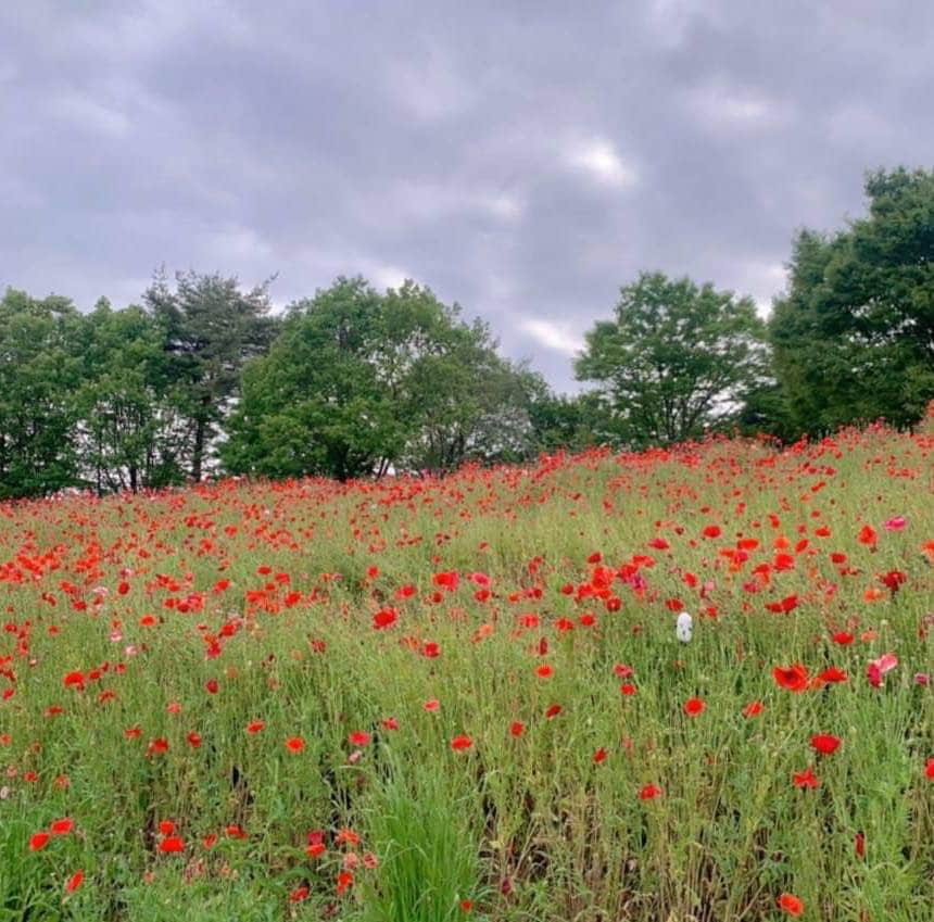 コメ助さんのインスタグラム写真 - (コメ助Instagram)「.  この前 #昭和記念公園 に行ったコメ( ´ ▽ ` )✨  #花の丘 には #ポピー さんが元気に 咲いていたコメ💐✨  癒されるヨネ〜☺️  みな産にも癒しをおすそ分けコメ😊🌾  #公園 #休日 #花 #ゆるキャラ  #コメ助」6月13日 16時37分 - komenichiwa