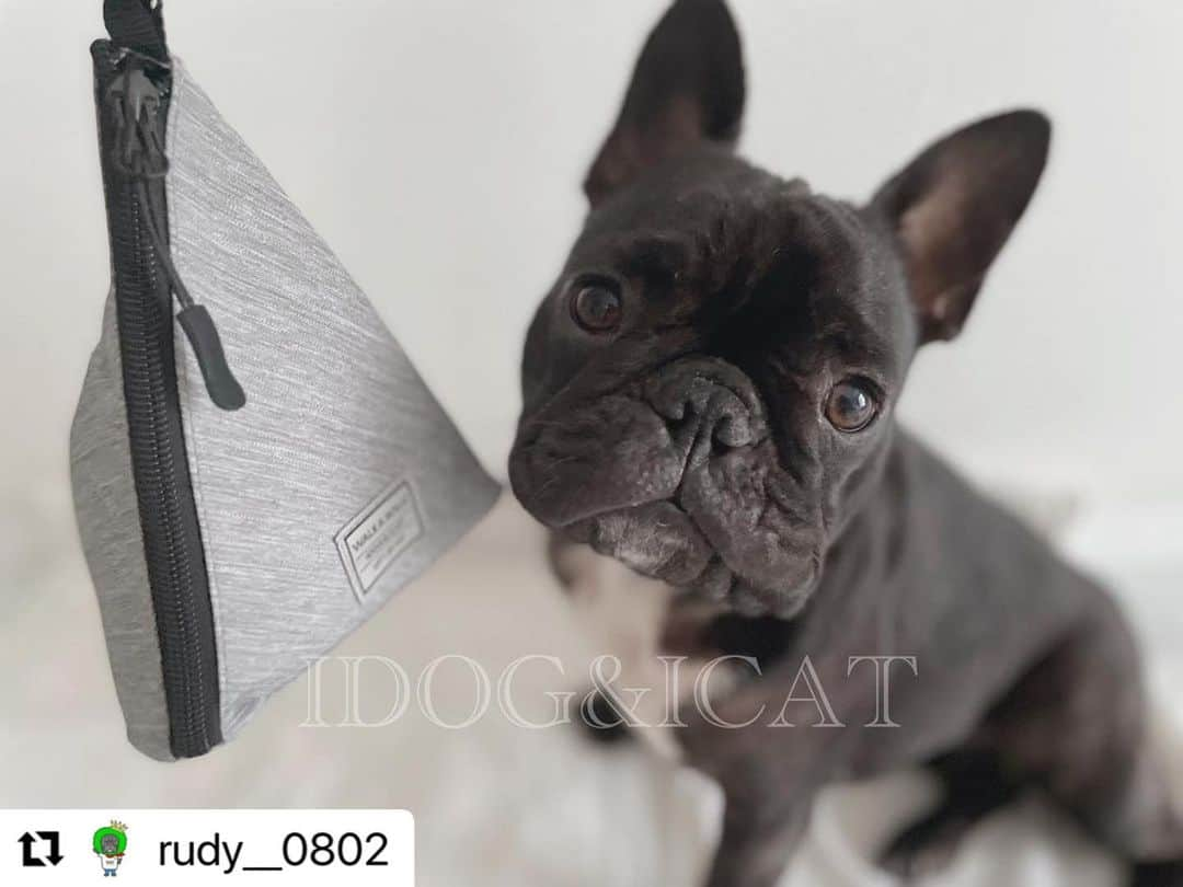 iDog&iCatさんのインスタグラム写真 - (iDog&iCatInstagram)「@rudy__0802 様 ・・・ . . ボクハアタラシイウンチブクロヲテニイレタ✌️ . . 今まで使ってたのもIDOGさんのマナーポーチ！ このピラミッド型がとても使いやすくて★ しかも口が広くて便利★ . . 防水だから雨で濡れても大丈夫ブイ✌️ . . . グレー可愛い♡♡ . . .  ☆━━━━━━━━━━━☆  iDog WALKA HOLIC 三角マナーポーチ スタンダード/グレー  ☆━━━━━━━━━━━☆  #idog #idog公式アンバサダー  #フレンチブルドッグ #ふれんちぶるどっぐ #フレンチブルドッグのいる生活 #ブリンドル #フレンチブルドッグブリンドル #frenchbulldog #frenchbull #frebull #dog #犬のいる暮らし #はなぺちゃ #フレブル#ブヒスタグラム #成犬#犬 #1歳#癒し #犬バカ部 #犬好きさんと繋がりたい #犬好きと繋がりたい #犬ばか部 #犬好きな人と繋がりたい#프렌치불독 #ブヒブヒ倶楽部公式#法国斗牛犬#frenchies1  @buhibuhi_officia」6月13日 16時46分 - idogicat