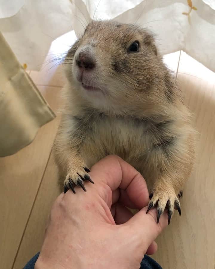 ikaoのインスタグラム
