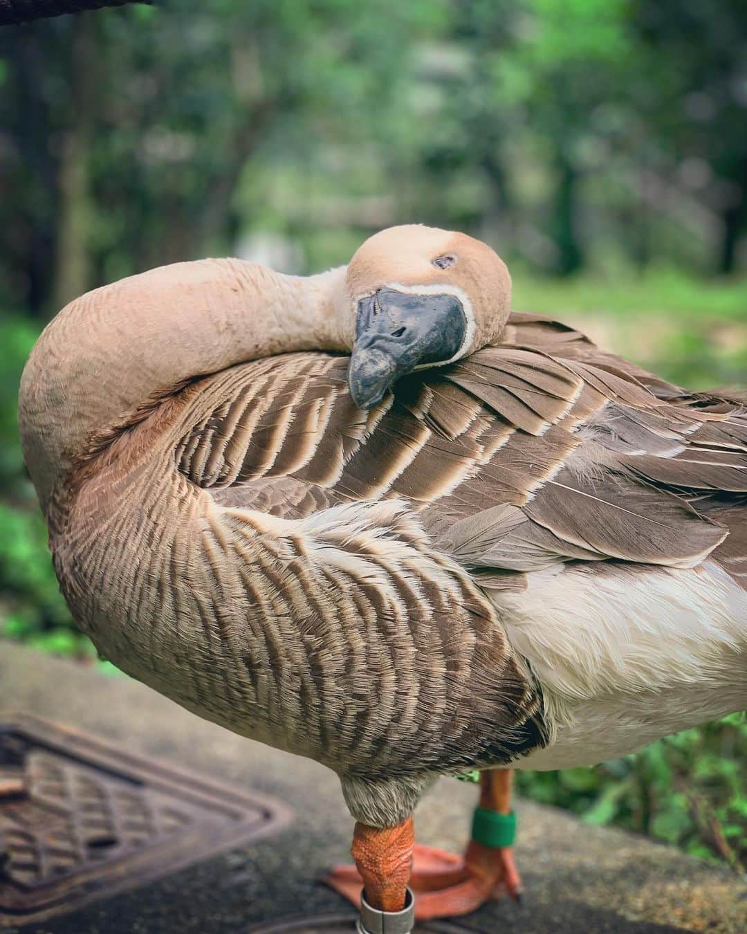 Chageのインスタグラム：「ーーーーーーーーーー 「カモかも？」 動物園でリフレッシュして来ました。ｻｲｺｰｻｲｺｰ!  #chagekimi  #多摩動物公園」