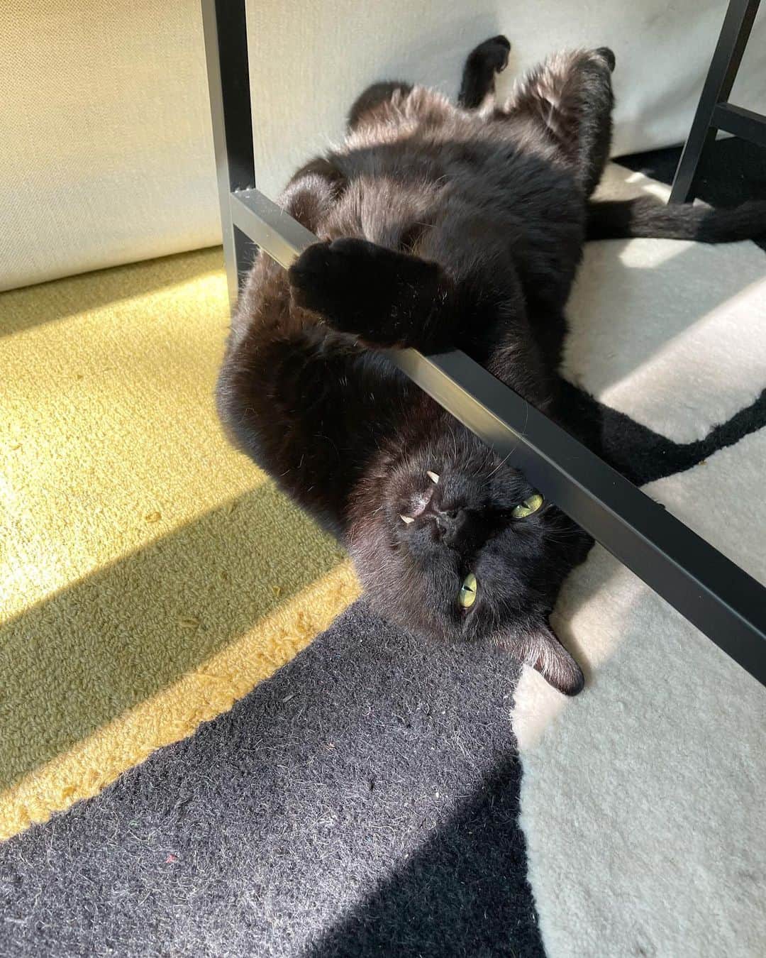 猫沢エミさんのインスタグラム写真 - (猫沢エミInstagram)「ピガ兄は教えてくれる。  焦ることの無意味さを。  意味づけの無力さを。  自己顕示のおろかさを。  ピガ兄は知っている。  ただ生きることの深淵を。  ただサボることの有益を。  ただ息をしてそこにいる。そのことの確かさを。  #ピガ兄　#猫パリ　#猫沢エミのインターナショナル五十路ライフシフト  #猫沢エミリーパリへ行く　#ピガ兄のギャランドゥ寝　#哲学家ピガ兄　#実存主義　#existentialisme」6月13日 17時18分 - necozawaemi