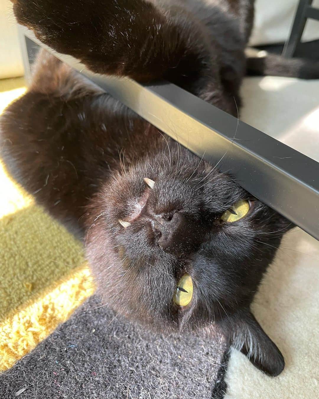 猫沢エミさんのインスタグラム写真 - (猫沢エミInstagram)「ピガ兄は教えてくれる。  焦ることの無意味さを。  意味づけの無力さを。  自己顕示のおろかさを。  ピガ兄は知っている。  ただ生きることの深淵を。  ただサボることの有益を。  ただ息をしてそこにいる。そのことの確かさを。  #ピガ兄　#猫パリ　#猫沢エミのインターナショナル五十路ライフシフト  #猫沢エミリーパリへ行く　#ピガ兄のギャランドゥ寝　#哲学家ピガ兄　#実存主義　#existentialisme」6月13日 17時18分 - necozawaemi