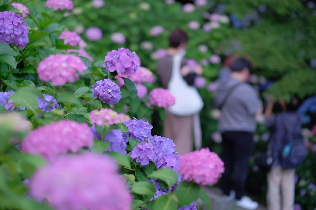 奈良 長谷寺 / nara hasederaさんのインスタグラム写真 - (奈良 長谷寺 / nara hasederaInstagram)「集(あ)づ真藍(さあい)、藍色を集めて、君を#紫陽花　と名付く  It's finally a good time for #hydrangea flowers.  #長谷寺 #奈良長谷寺 #総本山長谷寺 #真言宗豊山派 #花の御寺 #奈良 #hasedera #hasederatemple #temple #japan #japanesetraditional #pilgrimage #nara #tourism #sightseeing #japanesetemple #西国三十三所 #霊場 #巡礼 #四寺巡礼 #長谷寺が好き #日本遺産 #観音さんさんサイコク巡礼 #千年巡礼」6月13日 17時22分 - hase_dera