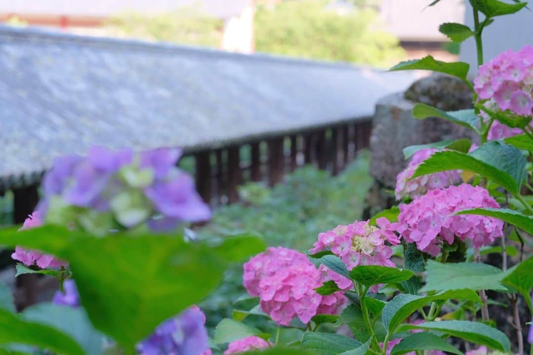 奈良 長谷寺 / nara hasederaさんのインスタグラム写真 - (奈良 長谷寺 / nara hasederaInstagram)「集(あ)づ真藍(さあい)、藍色を集めて、君を#紫陽花　と名付く  It's finally a good time for #hydrangea flowers.  #長谷寺 #奈良長谷寺 #総本山長谷寺 #真言宗豊山派 #花の御寺 #奈良 #hasedera #hasederatemple #temple #japan #japanesetraditional #pilgrimage #nara #tourism #sightseeing #japanesetemple #西国三十三所 #霊場 #巡礼 #四寺巡礼 #長谷寺が好き #日本遺産 #観音さんさんサイコク巡礼 #千年巡礼」6月13日 17時22分 - hase_dera