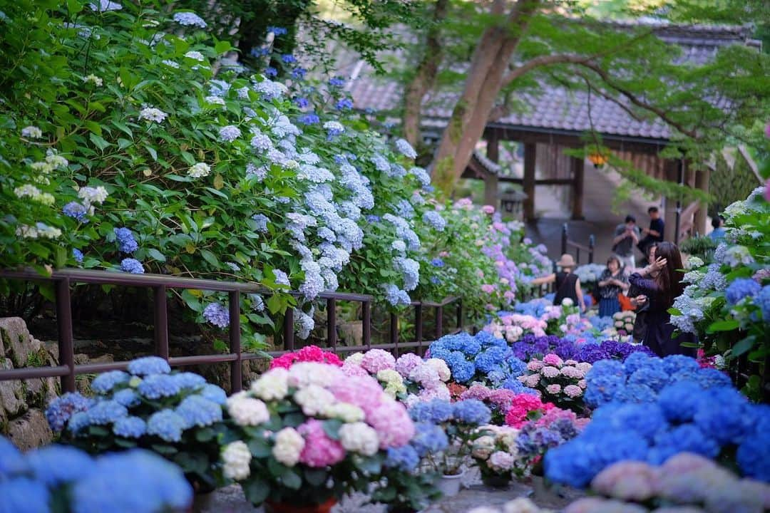 奈良 長谷寺 / nara hasederaさんのインスタグラム写真 - (奈良 長谷寺 / nara hasederaInstagram)「集(あ)づ真藍(さあい)、藍色を集めて、君を#紫陽花　と名付く  It's finally a good time for #hydrangea flowers.  #長谷寺 #奈良長谷寺 #総本山長谷寺 #真言宗豊山派 #花の御寺 #奈良 #hasedera #hasederatemple #temple #japan #japanesetraditional #pilgrimage #nara #tourism #sightseeing #japanesetemple #西国三十三所 #霊場 #巡礼 #四寺巡礼 #長谷寺が好き #日本遺産 #観音さんさんサイコク巡礼 #千年巡礼」6月13日 17時22分 - hase_dera