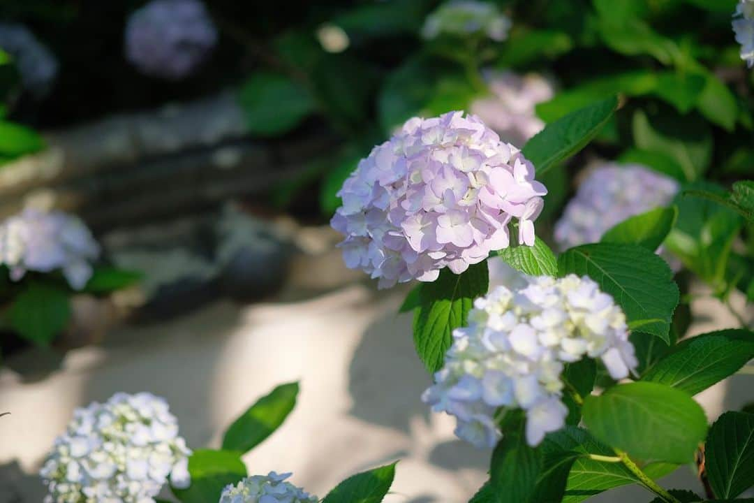 奈良 長谷寺 / nara hasederaさんのインスタグラム写真 - (奈良 長谷寺 / nara hasederaInstagram)「集(あ)づ真藍(さあい)、藍色を集めて、君を#紫陽花　と名付く  It's finally a good time for #hydrangea flowers.  #長谷寺 #奈良長谷寺 #総本山長谷寺 #真言宗豊山派 #花の御寺 #奈良 #hasedera #hasederatemple #temple #japan #japanesetraditional #pilgrimage #nara #tourism #sightseeing #japanesetemple #西国三十三所 #霊場 #巡礼 #四寺巡礼 #長谷寺が好き #日本遺産 #観音さんさんサイコク巡礼 #千年巡礼」6月13日 17時22分 - hase_dera