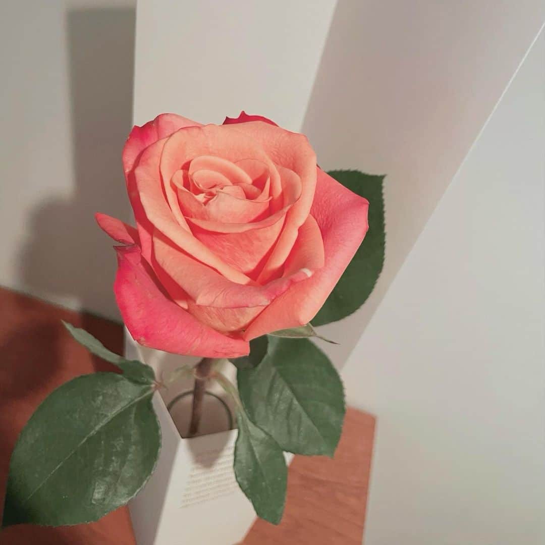 樋口柚子さんのインスタグラム写真 - (樋口柚子Instagram)「最近の ⚘⚘⚘ いただいたり、購入したり、、、 お花のプレゼントって 渡すのも貰うのも心がほっこりするな〜🪻」6月13日 17時38分 - higuchi_yuzu_official