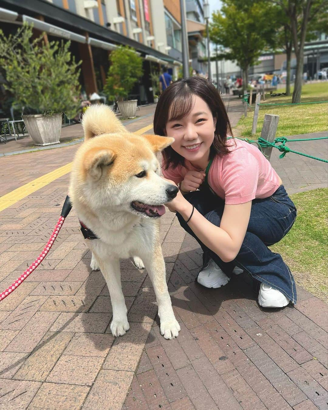 樋口みどりこさんのインスタグラム写真 - (樋口みどりこInstagram)「🐕🐕🐕  秋田犬ガールに出会った日🐕  飼い主さんも気さくでお話してたら 秋田犬ガールへの愛情がひしひしと伝わってきて とても心がぽかぽかしました🐶  大人しくてお利口で、 もふもふふわふわとっても可愛かった、、  また会えたらいいね🐶  .  .  .  #時差投稿 #時差スタグラム #イッヌ #秋田犬 #犬 #出会った #癒し #癒しわんこ #つぼみ大革命 #ショートヘア #ボブ #ショートカット #ショートボブ #shorthair #bob #dog」6月13日 17時40分 - higuchimidoriko