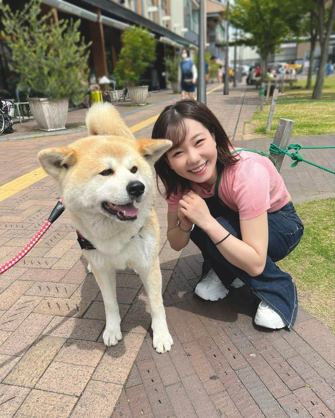 樋口みどりこのインスタグラム：「🐕🐕🐕  秋田犬ガールに出会った日🐕  飼い主さんも気さくでお話してたら 秋田犬ガールへの愛情がひしひしと伝わってきて とても心がぽかぽかしました🐶  大人しくてお利口で、 もふもふふわふわとっても可愛かった、、  また会えたらいいね🐶  .  .  .  #時差投稿 #時差スタグラム #イッヌ #秋田犬 #犬 #出会った #癒し #癒しわんこ #つぼみ大革命 #ショートヘア #ボブ #ショートカット #ショートボブ #shorthair #bob #dog」